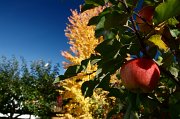 2010-10-04_Herbstmotive _Garten_03_WP